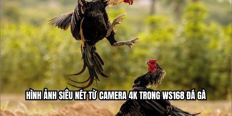 Hình ảnh siêu nét từ camera 4K trong Ws168 đá gà