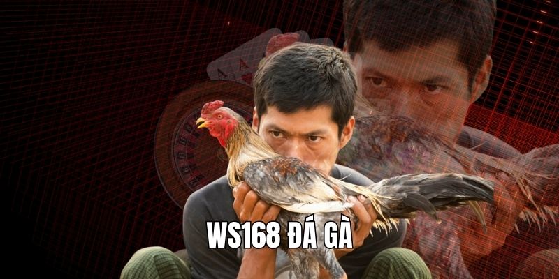 Ws168 Đá Gà
